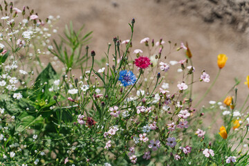 Wild colourful flowers