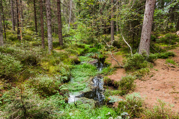 étang de la gruère, la gruère, See, Moorsee, Moor, Weiher, Hochmoor, Wanderweg, Wald, Waldweg, Wasserpflanzen, Torfmoos, Jura, Naturschutz, Sommer, Herbst, Herbstfarben, Schweiz
