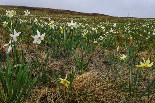 campo di narcisi selvatici