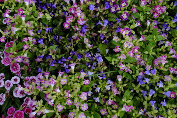 Abstract green leaves with beautiful Vibrant colors blooming flowers, nature texture background.