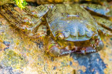 sea crab closeup eating seaweed
