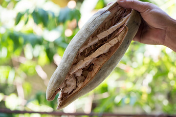 Baobab fruit on nature background.