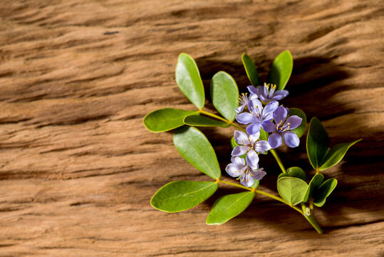 Lignum vitae or Guaiacum officinale flowers and green leaves on an old wood background.