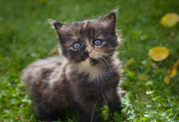 Naklejka na ściany i meble Kitten on grass. Cat on grass. Blue eyes, black and yellow fur