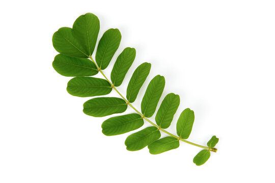 Acapulo or Senna alata branch green leaves isolated on white background.top view,flat lay.