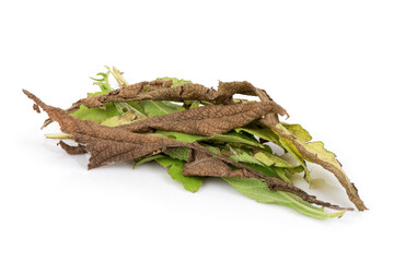 Fresh and dried ngai Camphor Tree ,leaves isolated on white background.