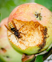 Giant European hornet wasp or Vespa crabro eating an apple hanging from a tree, close up, vertical