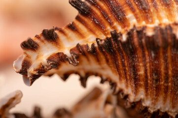 Seashell surface texture, background image, close-up, selective focus.