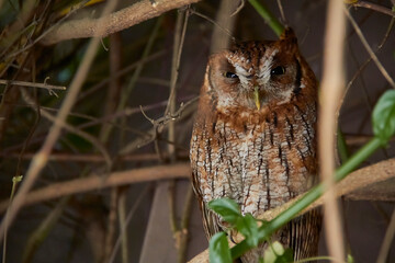 Brown tabby owl perched on some branches behind a vine. Thin brown branches and a single green mistress. Owl with defiant face.