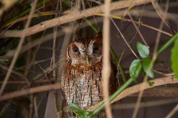 Brown tabby owl perched on some branches behind a vine. Thin brown branches and a single green mistress. Owl with defiant face.