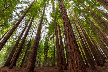 Redwoods forest.