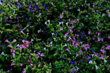 Abstract green leaves with beautiful Vibrant colors blooming flowers, nature texture background.