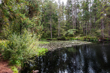 étang de la gruère, la gruère, See, Moorsee, Moor, Weiher, Hochmoor, Wanderweg, Spazierweg, Wald, Waldweg, Wasserpflanzen, Torfmoos, Jura, Naturschutz, Sommer, Herbst, Herbstfarben, Schweiz