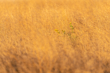 Lone Sunflower