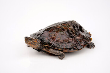 Oldham's leaf turtle // Indochinesische Dornschildkröte (Cyclemys oldhamii)