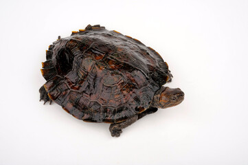 Indochinesische Dornschildkröte // Oldham's leaf turtle (Cyclemys oldhamii)