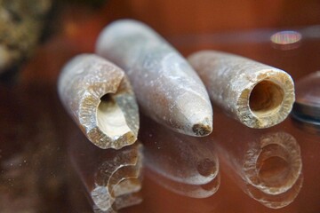 Fossilized belemnite fossils lie on a glass shelf 