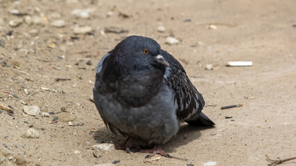 pigeon sitting on the ground in the park