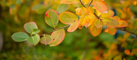 Branch with yellow leaves. Autumn forest.
