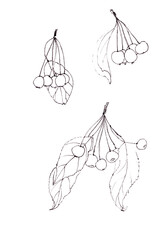 set of Decorative apple tree branches with apples and leaves linear black and white drawing