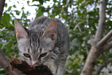 cat on tree