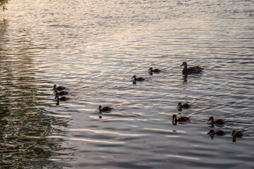 A family of ducks, a duck and its little ducklings are swimming in the water. The duck takes care of its newborn ducklings. Mallard, lat. Anas platyrhynchos