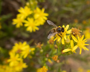 Abeja en flor_04