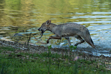 Young Golden Jackal