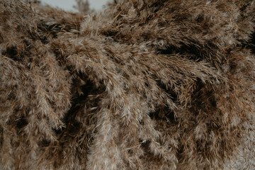 wheat, dried flower of dark brown color
