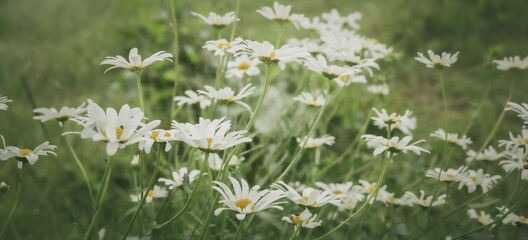 Wiosenne tło z polnymi kwiatami. Stokrotki na łące. 