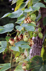 Hops growing on the vine, Derbyshire England
