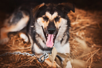 A cute beautiful mongrel guard dog on a chain lies on the hay and yawns sweetly on an autumn day. A pet.