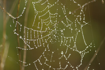 Spider web in morning dew in autumn. Spider web with water drops.