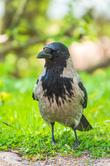 Black crow walks on green lawn. Raven on grass. Wild bird on meadow.