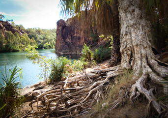 tree on the rocks by water flowing through the gorge