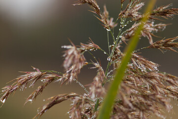 Water drops on reed. Dew on reed. Dew on plant in auutumn day.