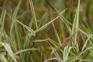 White and green grass in morning dew. White and green grass in foggy morning.