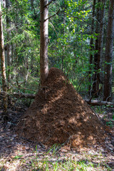 Anthill in the forest. A large ant house at the trunk of a tree.