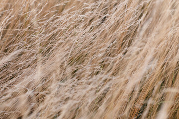 Wild dry grass in the autumn meadow