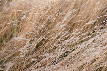 Wild dry grass in the autumn meadow