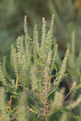 Ambrosia plant is blooming. Autumn time