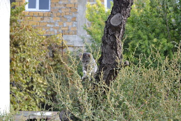 squirrel in the tree