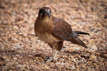 Eagle standing on rocky ground with wings folded. 