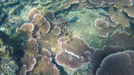 Naklejka na ściany i meble Underwater view of corals in shallow water reef under visible sunlight. Selective focus points. Blurred background