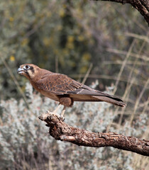 Smaller sized hawk on a branch. 