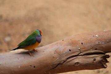 Bright coloured bird on a thick branch with a dirt background. 