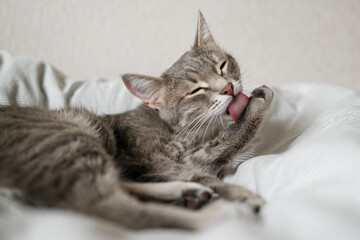 Naklejka premium A domestic tabby gray cat sits on the couch and washes. Cat hygiene.