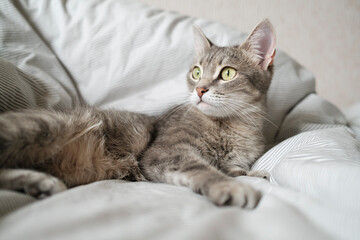 A domestic striped gray cat lie on the bed. The cat in the home interior.