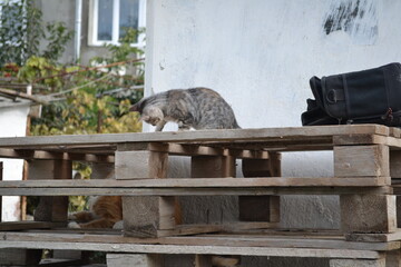 squirrel eating