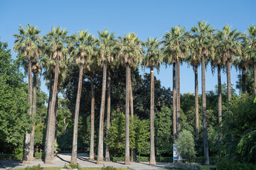Fototapeta premium Palmen im Nationalgarten, Athen, Griechenland